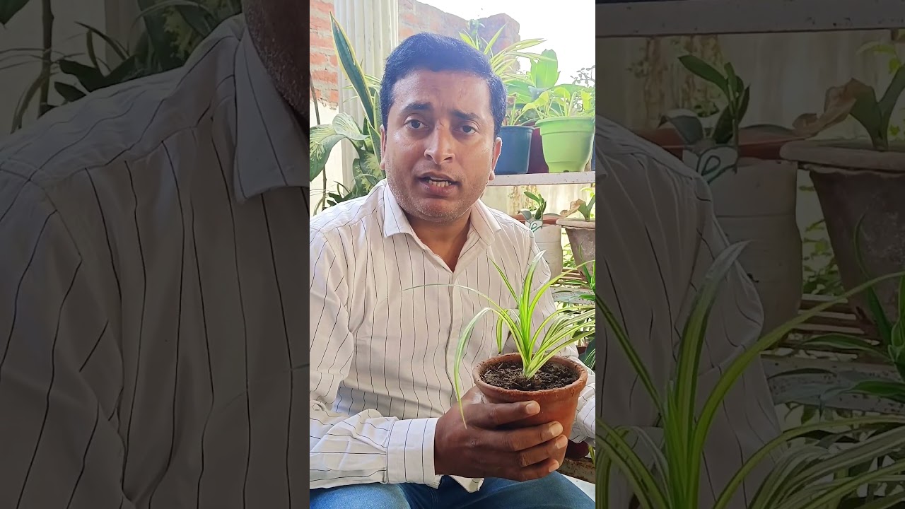 beginner gardening secrets #beginnersgardening #aloksgardeningtips