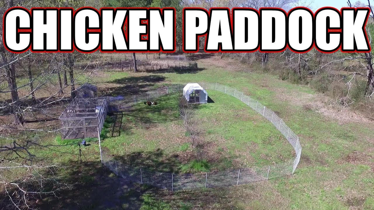 New paddock area for the chickens with premier 1 poultry netting