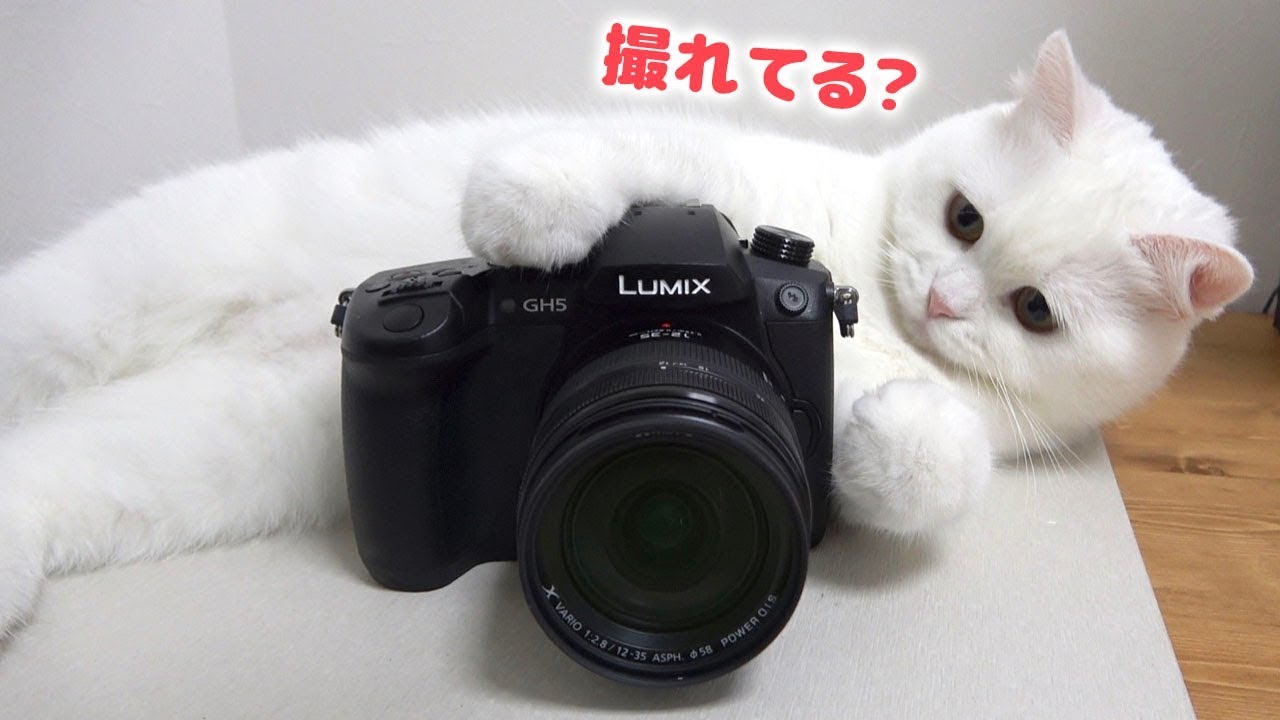 新しいカメラでもふ猫を可愛く綺麗に撮影してみた！【GH5】