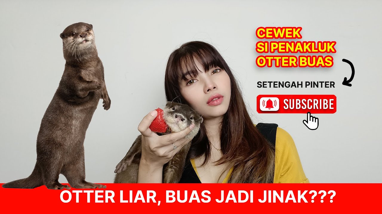 CEWEK SI PENAKLUK OTTER BUAS JADI 100% JINAK