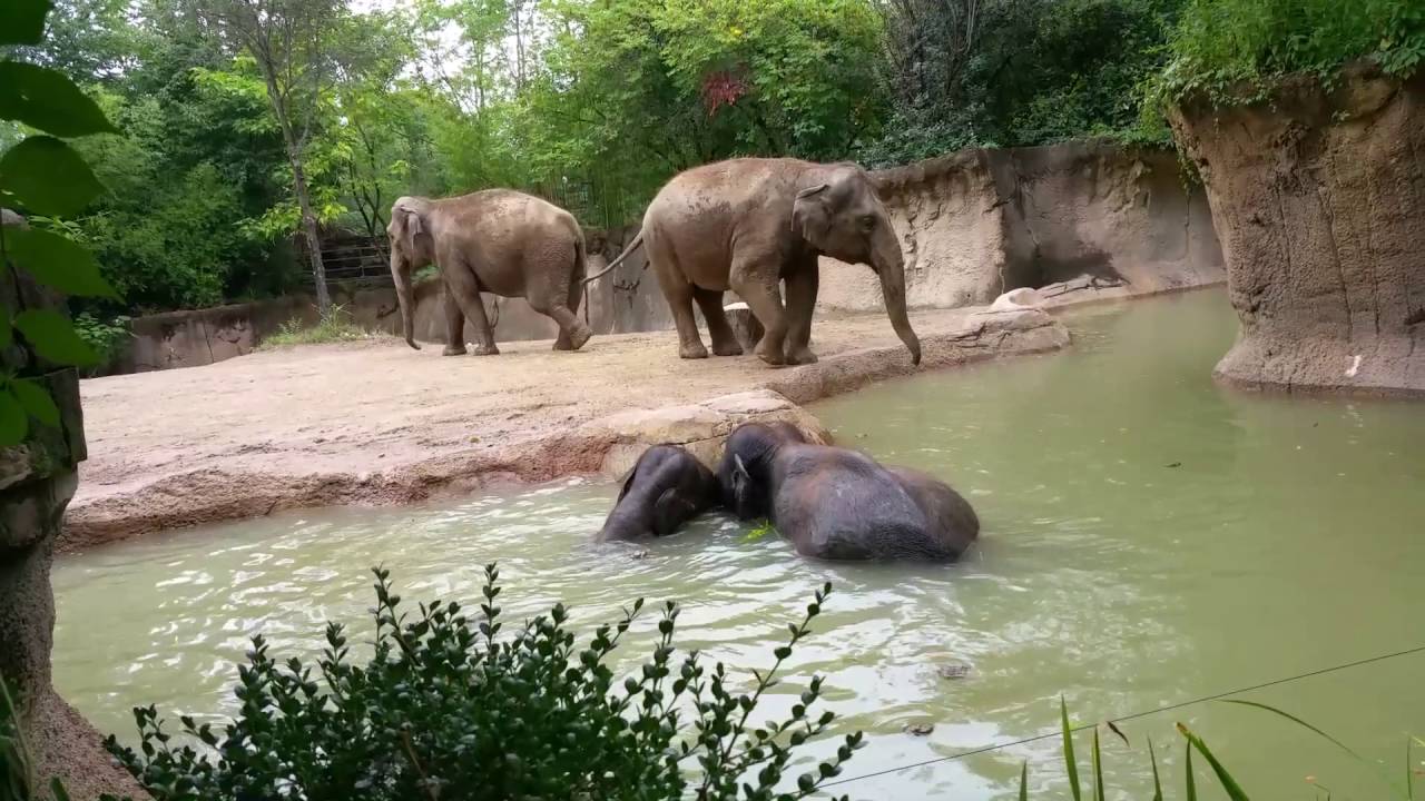 Elephant lovers: Mommy swims with baby elephant