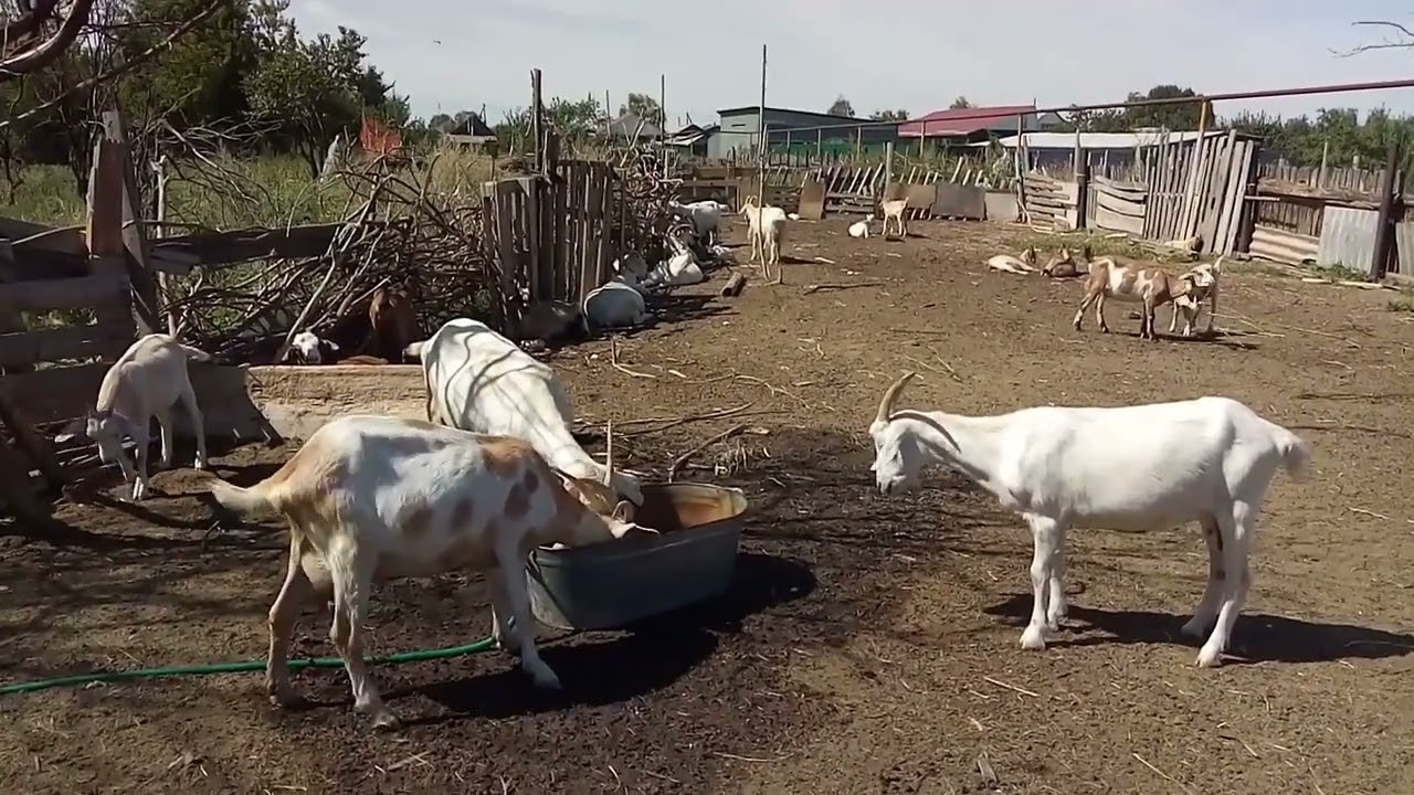Что бы козы не бодались