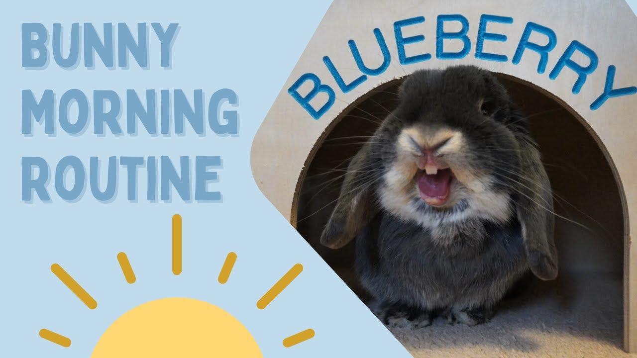 Bunny Morning Routine 2022!