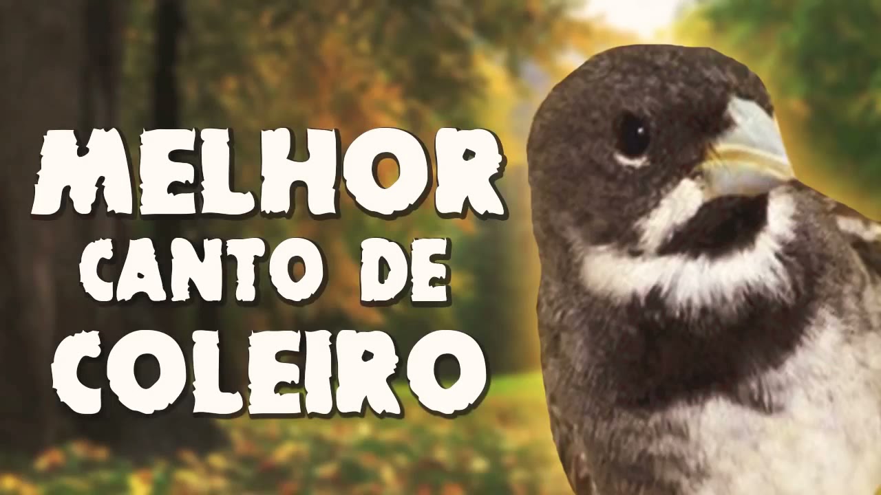 Melhor canto para coleiro tui tui de todos os tempos😱😱