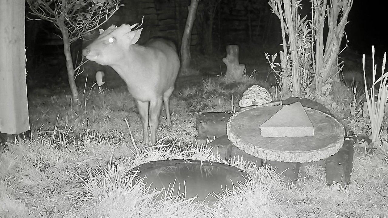 Wild Garden Diary March 5th-6th