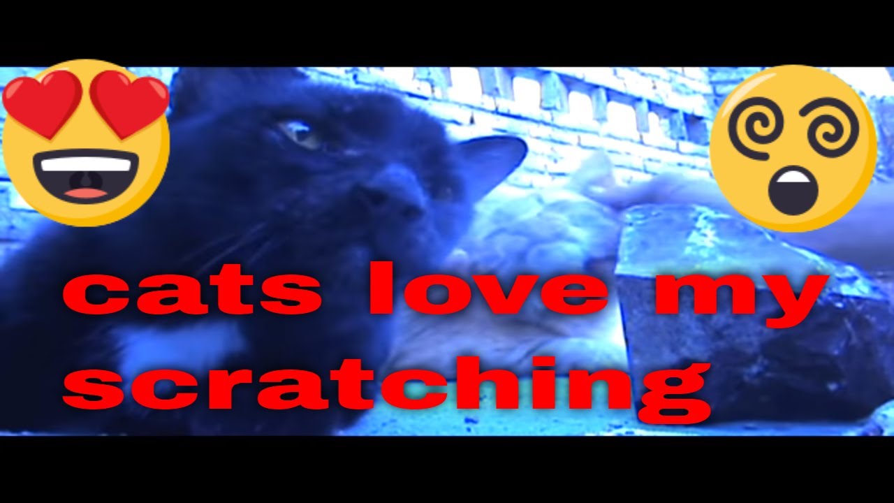 heavy #petting #CAT TIME #itchyscratchy