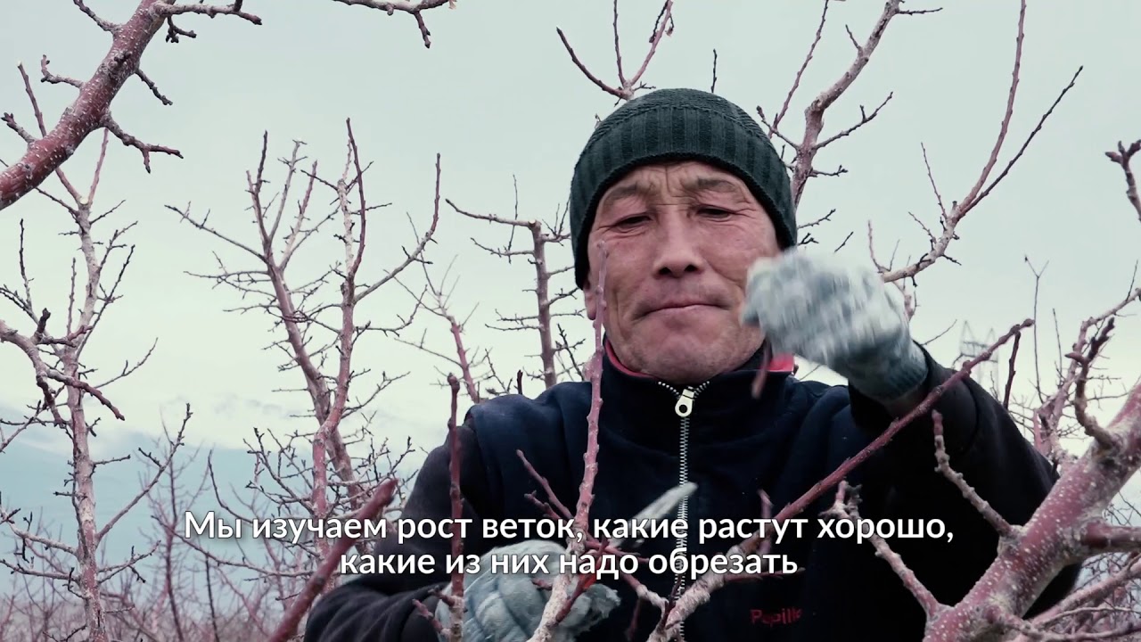 Сад в пустыне