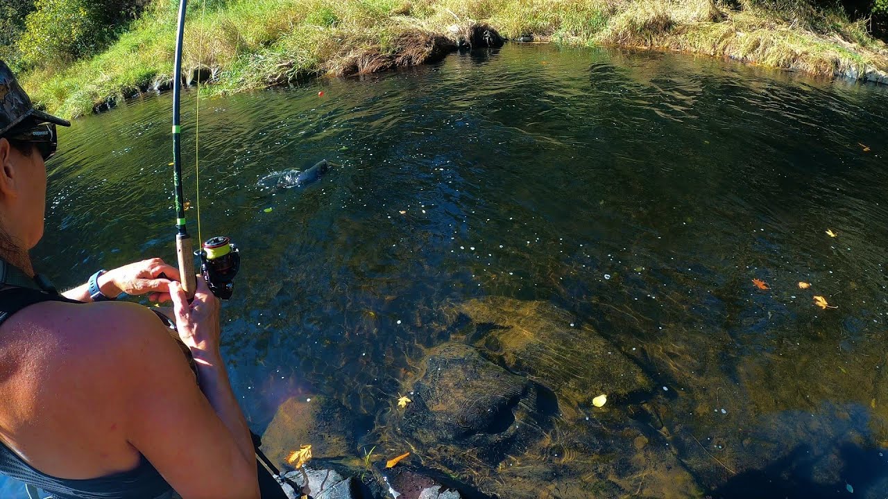 Salmon Fishing Adventures P1