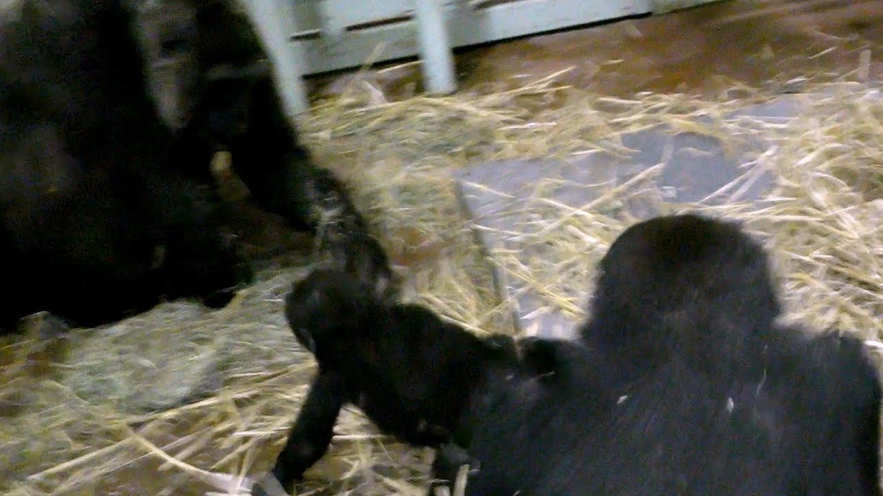 ゴリラのモモタロウパパが怒る💗[Kyoto City Zoo] The gorilla Momotaro was angry