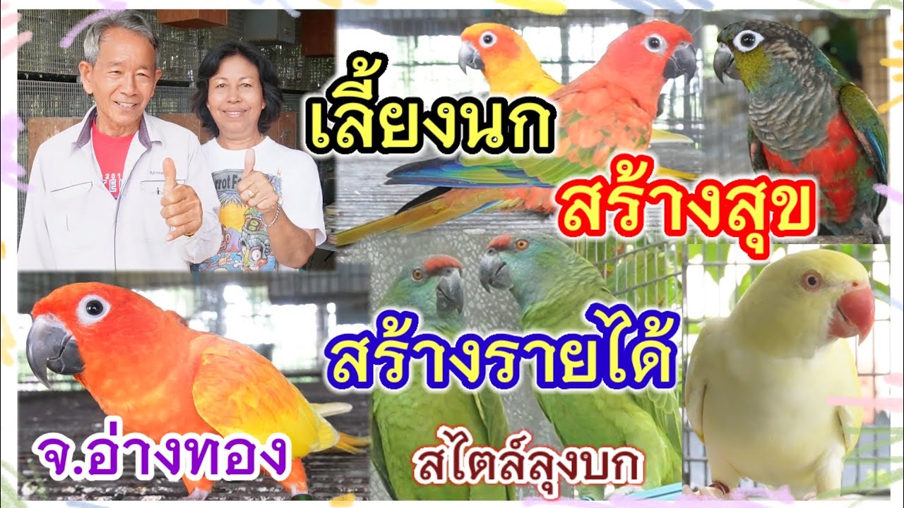 ฟาร์มนกลุงบก เลี้ยงนก สร้างความสุข สร้างรายได้ แนวคิดดีๆจากการเลี้ยงนก 24 ปี จากลุงบก จ.อ่างทอง