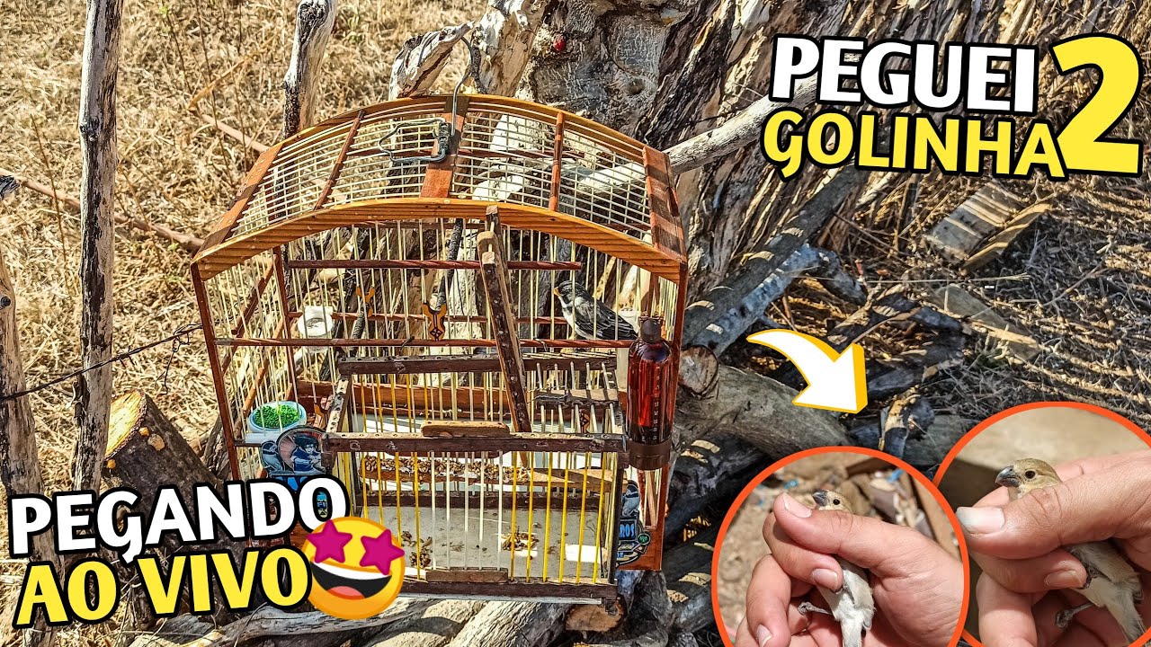 🤩 PEGANDO GOLINHA AO VIVO NO ALÇAPÃO!!! (Peguei 2 fêmeas 😍) 
