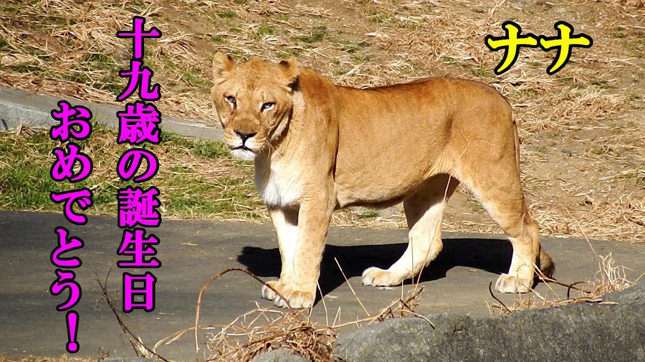 ナナ　１９歳の誕生日おめでとう！　Nana, Happy 19th bithday!　 Lion (ライオン)　多摩動物公園