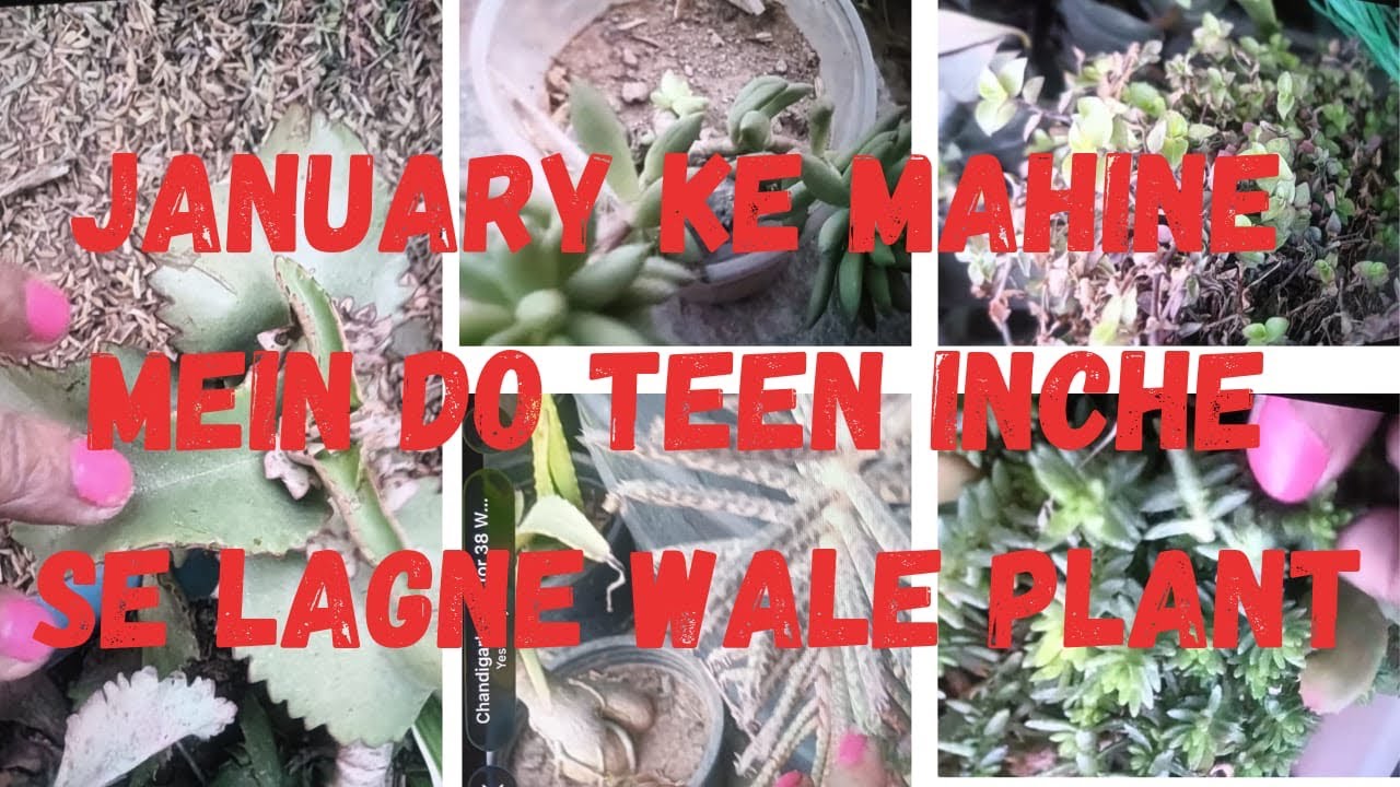 January ke Mahine mein do teen inche se lange wale plant