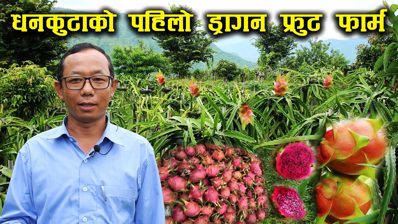 धनकुटाको पहिलो व्यवसायिक ड्रागन फ्रुट फार्म - Dragon fruit farming in Nepal