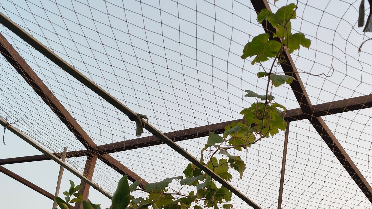 TRAINING and PRUNING of grapes.  আঙ্গুর গাছের ছাঁটাই🍇🍇 ।। The best time is January to February .