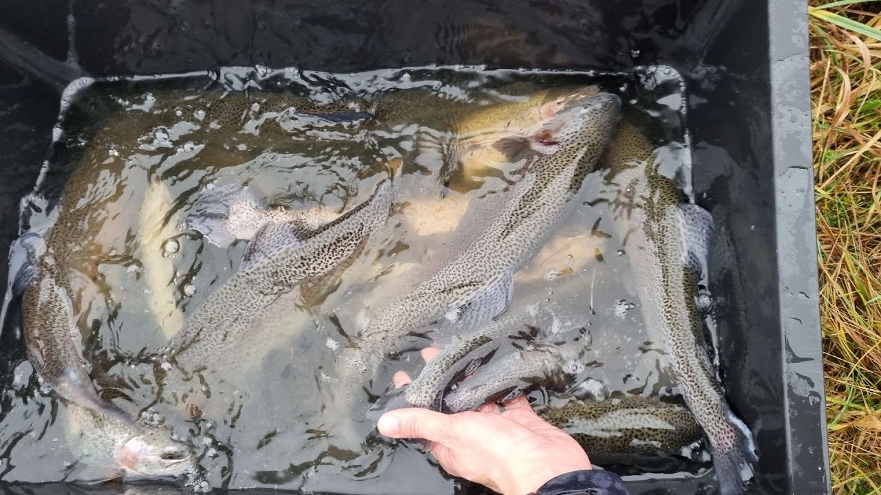 Zarybianie własnego stawu pstrągiem