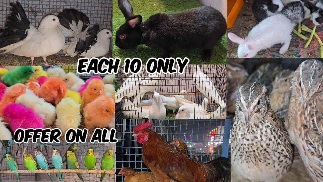 Bismillah Chicken Center Hyderabad a multiple pet's shop | bater rabbits duck's & fancy bird's