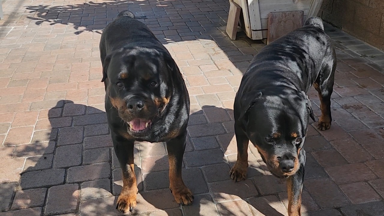 The 5Rs ASMR Relaxing Dog Spa Day - pre bath prep 🛁🫧🧼