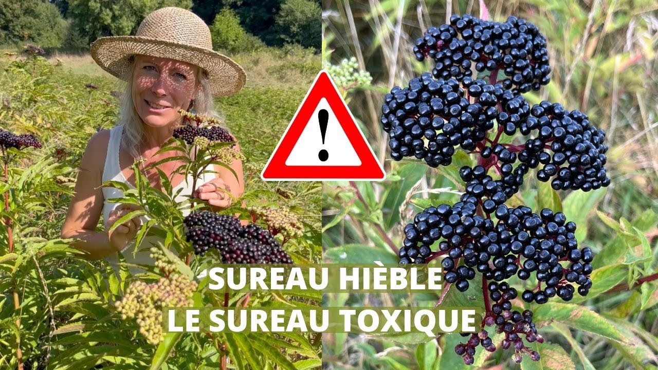 Sureau hi&egrave;ble