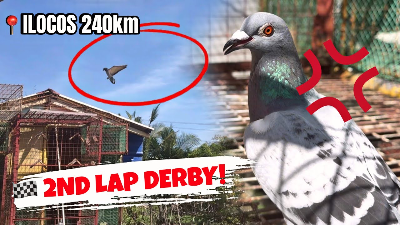 NADAPA SA LANDING BOARD! UBUSAN SA CLUB KALAPATI LANG ANG NAKAUWI!