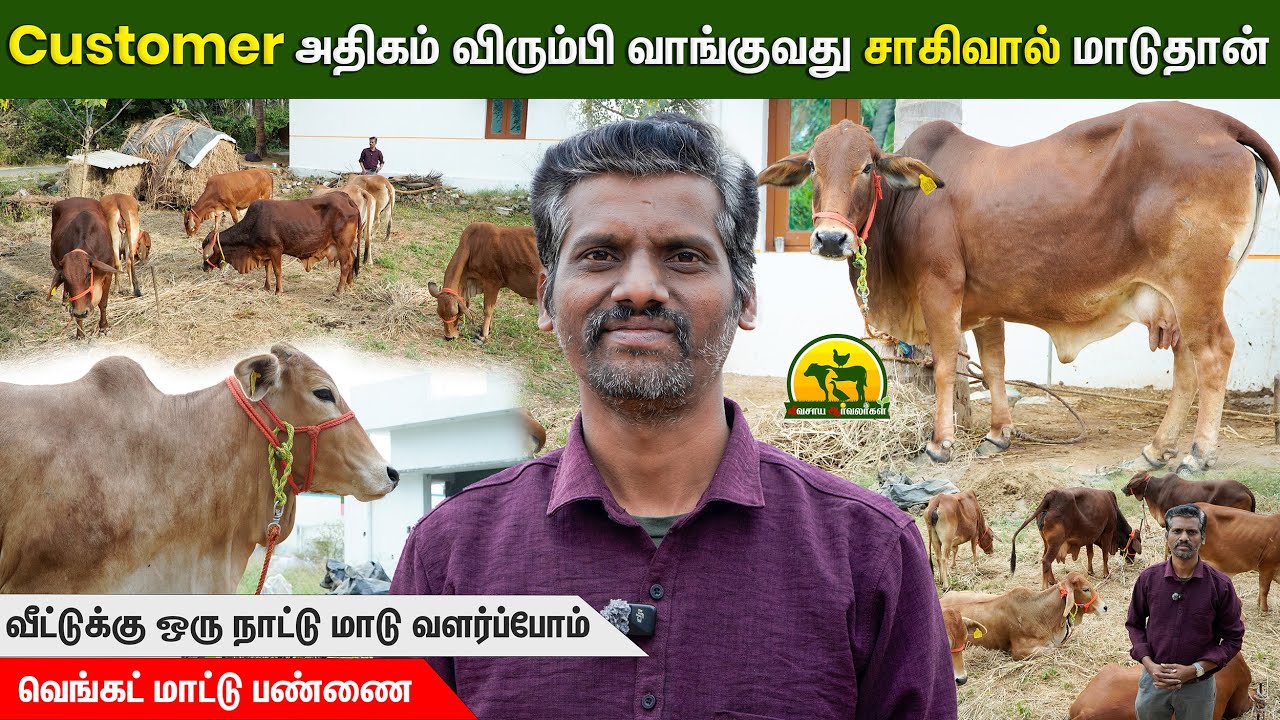 சாகிவால் மாடு ஏன் விவசாயிகள் Favorite ஆனது? சாகிவால் மாடு ரகசியம் | @VivasayaArvalargal