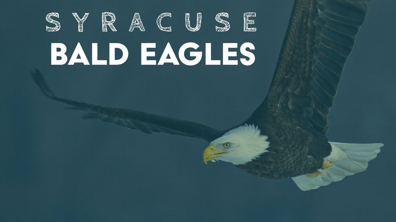 Syracuse Bald Eagles (Onondaga lake) January 2021 - Fishing and Fighting
