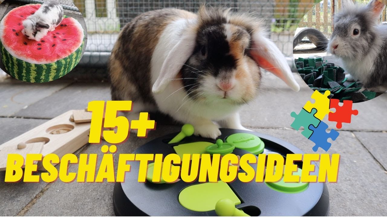 SO beschäftigst du deine Kaninchen – 15+ einfache Ideen 🐰😍