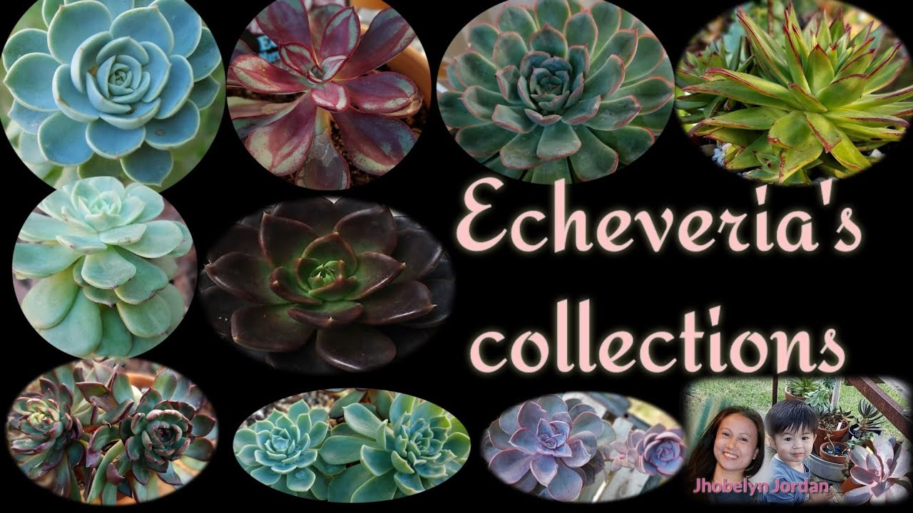 Echeveria's collection with  name|| Jhobelyn Jordan