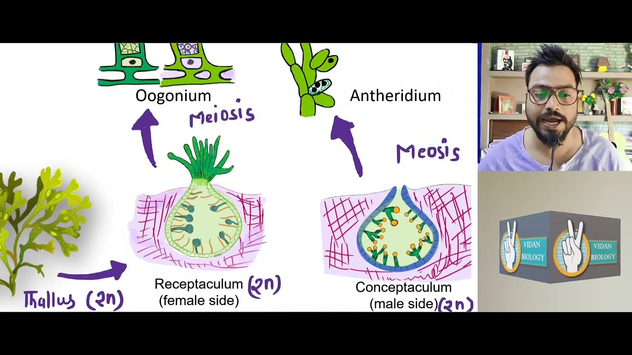 Fucus || Brown alga || Structure and life cycle