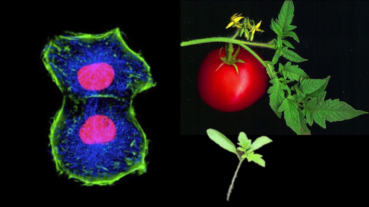 Harnessing epigenetics to improve crop yields | Ueli Grossniklaus
