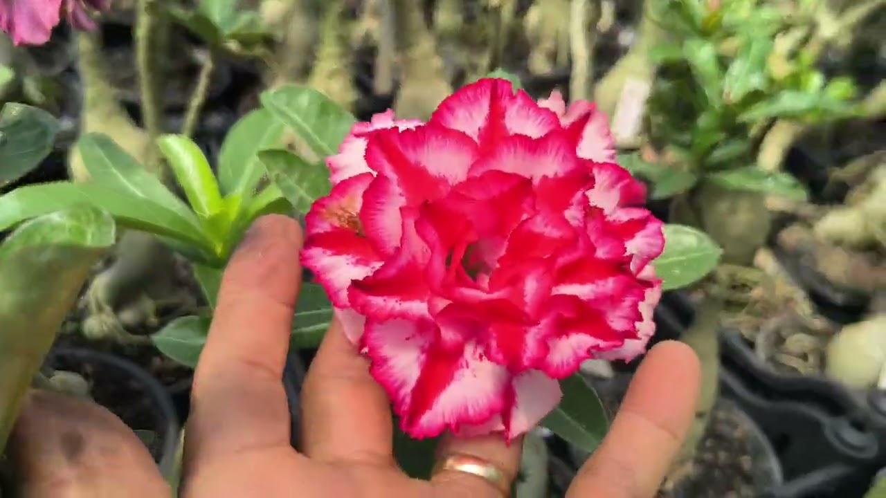 Muitos enxertos lindo para venda