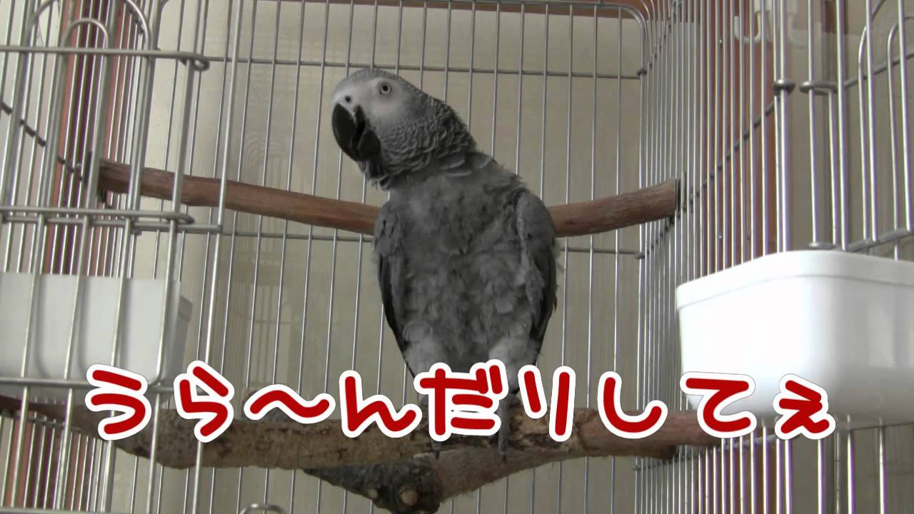 唄がめちゃくちゃなうめ_African grey, Ume sings mixed songs...