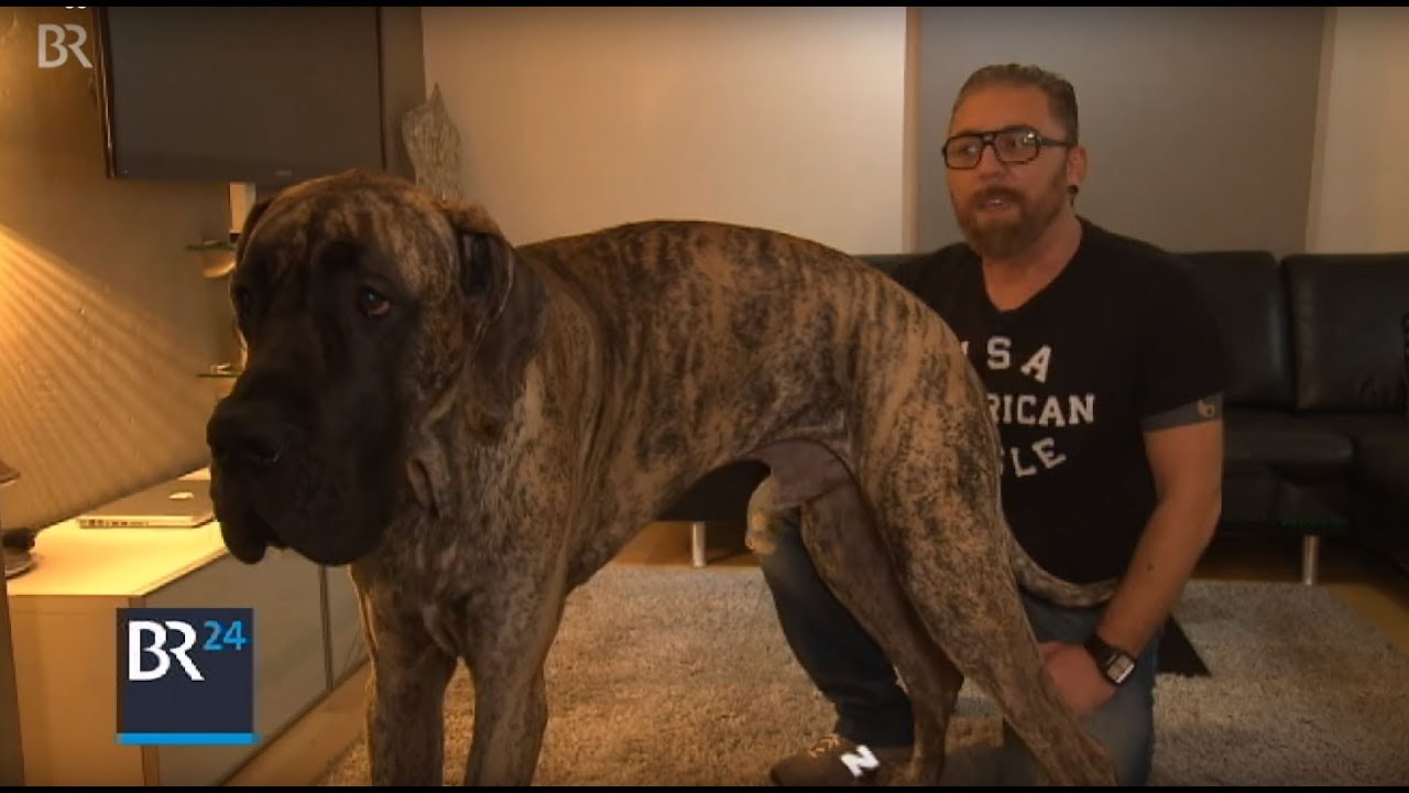 Riesendogge XXL | BR24
