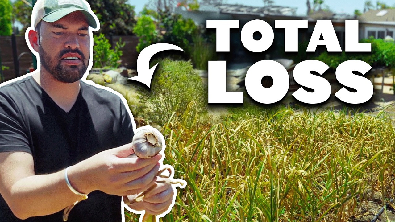 My Biggest Harvest Of The Season!