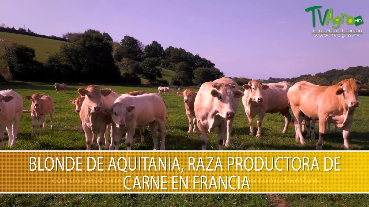 Blonde de Aquitania, Raza Productora de Carne en Francia- TvAgro por Juan Gonzalo Angel Restrepo