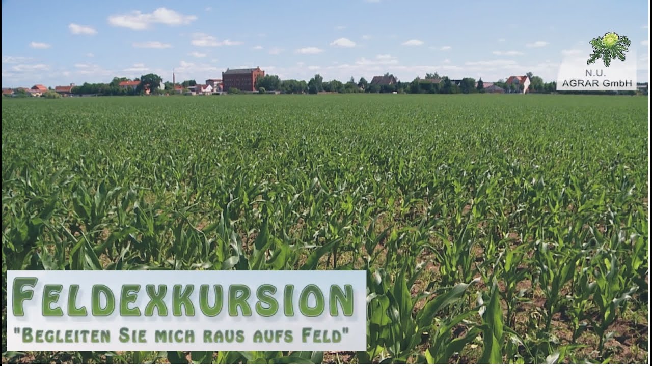 12. Feldexkursion: Mais aufpäppeln - NU Agrar, 02.07.2015