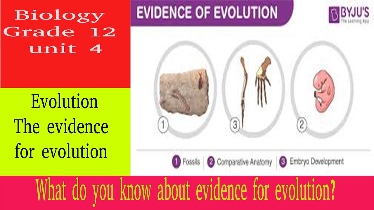 The evidence for evolution | evolution | biology grade 12 | unit 4| Teacher Melaku