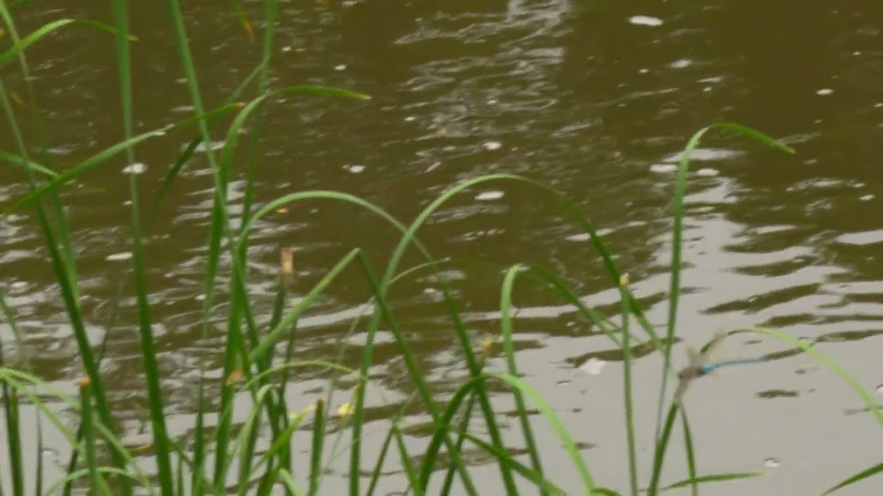 dragonfly slowmo