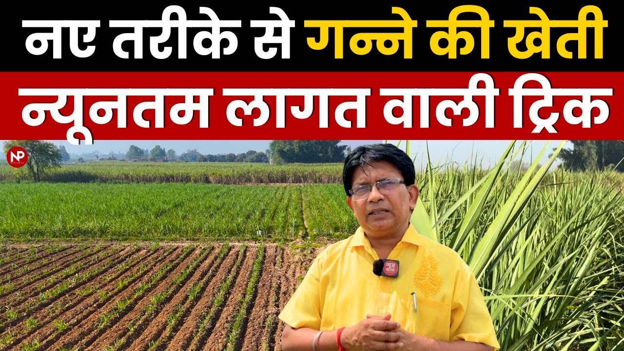 Sugarcane Farming | Learn How to Reduce Cost and Earn More Profit, IISR Scientist Explain Smart Ways