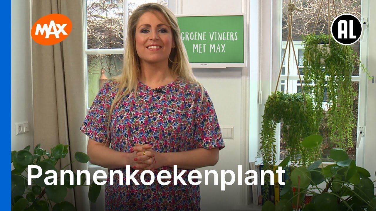 Je pannenkoekenplant verzorgen: dit is dé manier | GROENE VINGERS