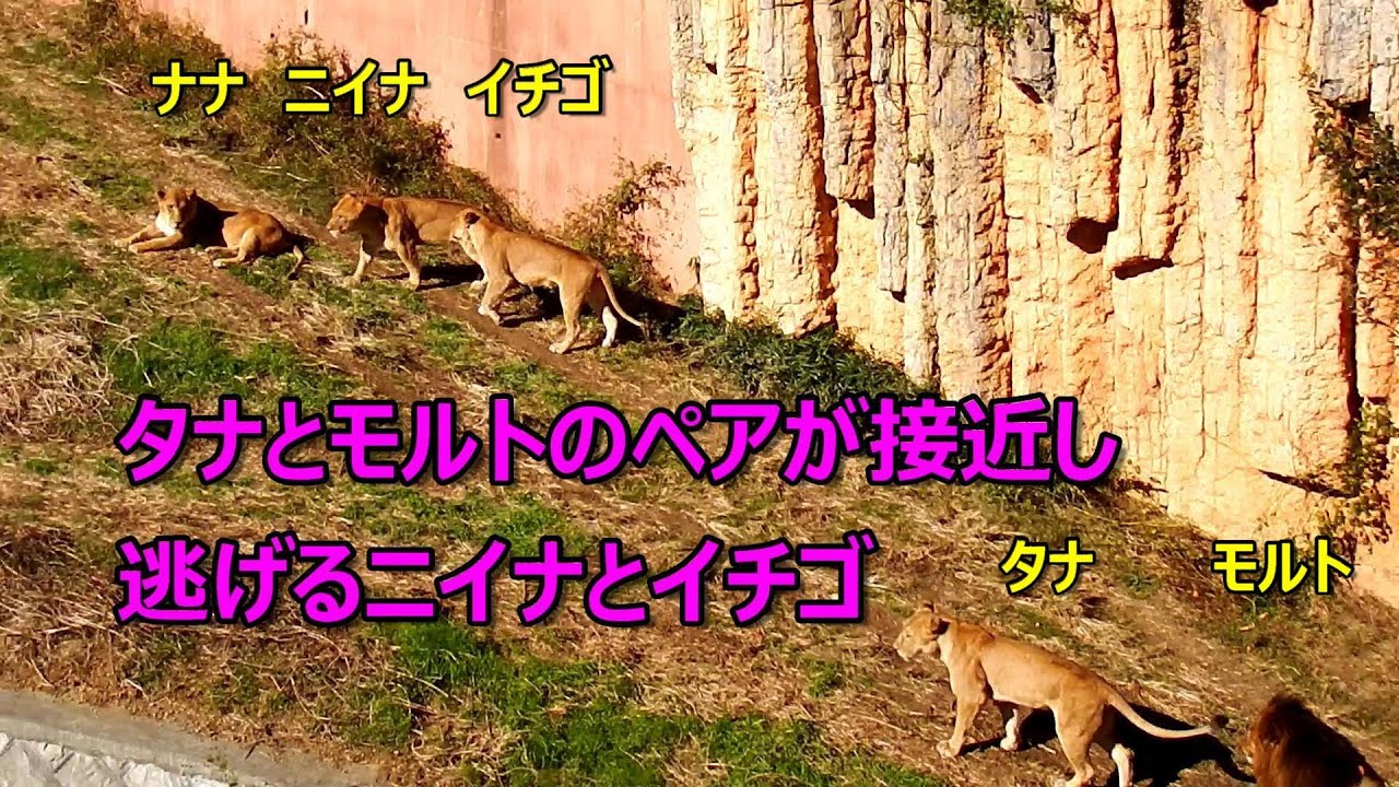 タナとモルトのペアが接近　Lion (ライオン)　多摩動物公園