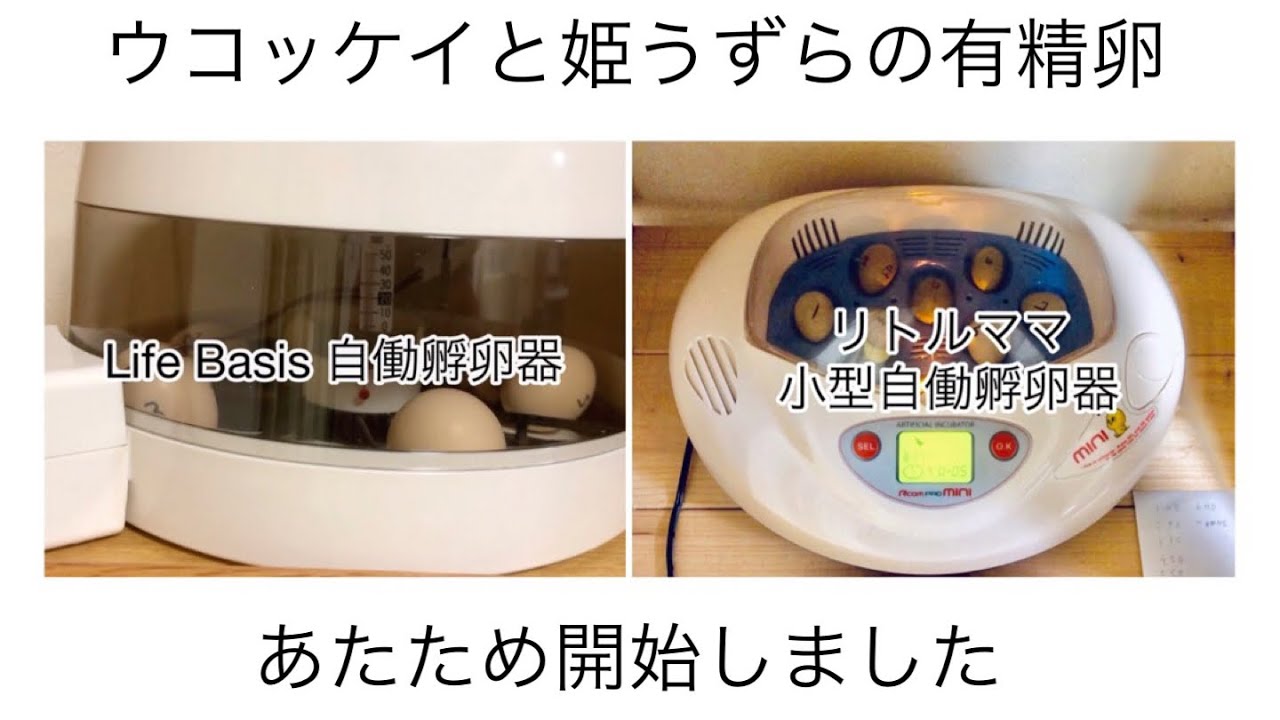 ウコッケイのたまごあたため開始！姫うずらの孵化にも再挑戦で、Life Basis自動孵卵器とリトルママ小型自動孵卵器を同時に作動することになりました。【孵卵器でヒナの孵化に挑戦！】