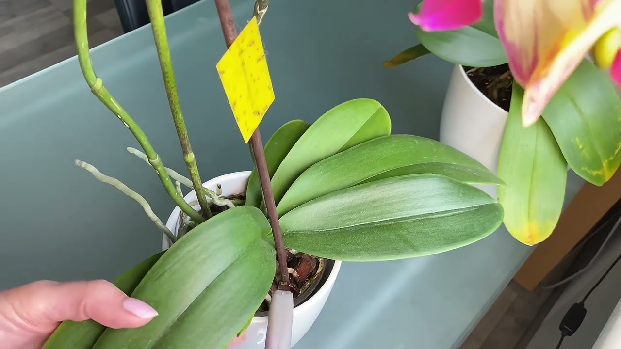 So gieße ich meine Orchideen in normalen Orchideentöpfen