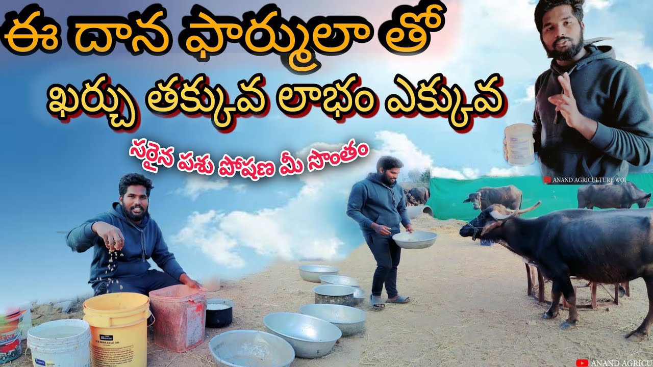 Buffalo Feeding Formula Success in Dairy Farm | Telangana Mini Dairy Farms | Feeding Techniques |