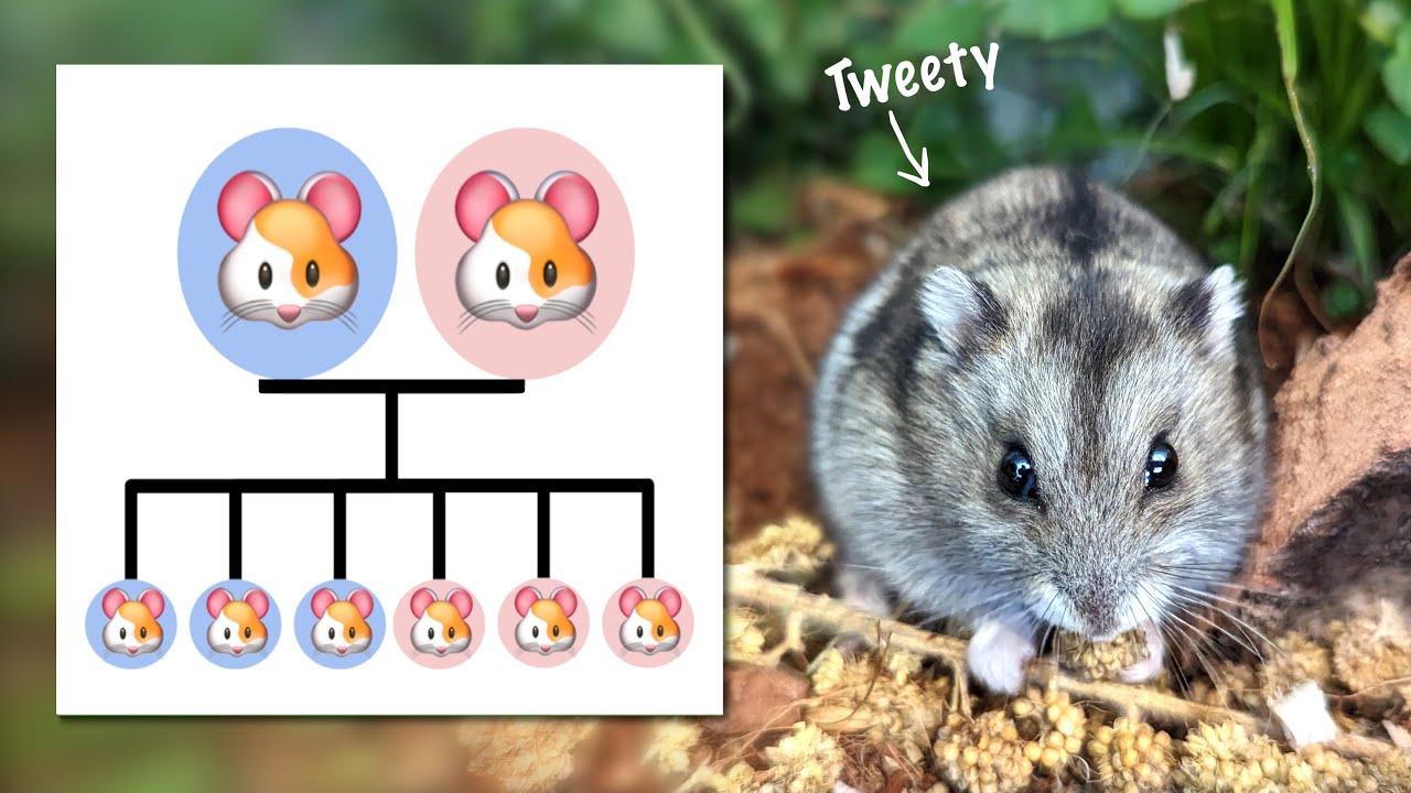 Hamsterbabys unterwegs - was tun? Hamster züchten Stellungnahme
