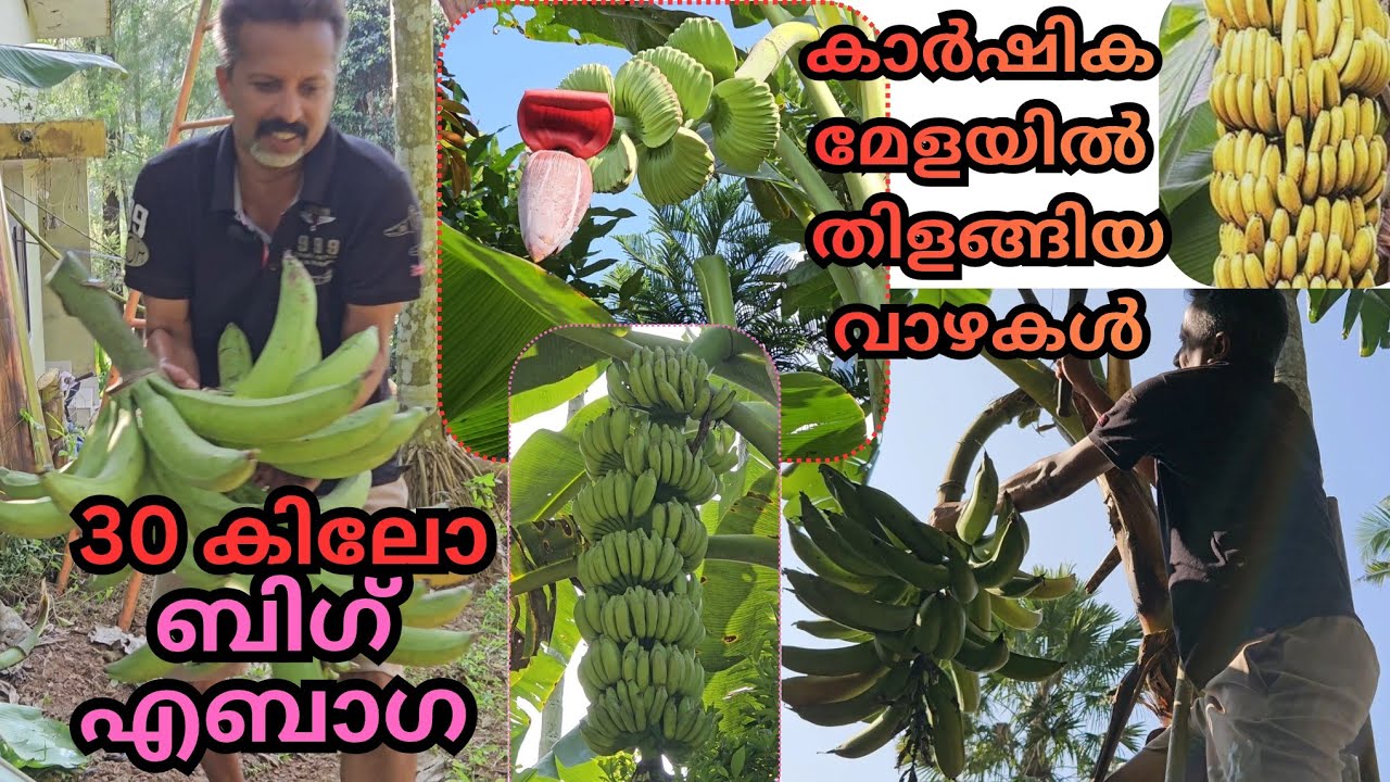 കിലോ കണക്കിന് തൂക്കമുള്ളത് മുതൽ, തൊലിയോടെ കഴിക്കാവുന്ന കുഞ്ഞൻ വരെ#plants#fruits#banana#agriculture