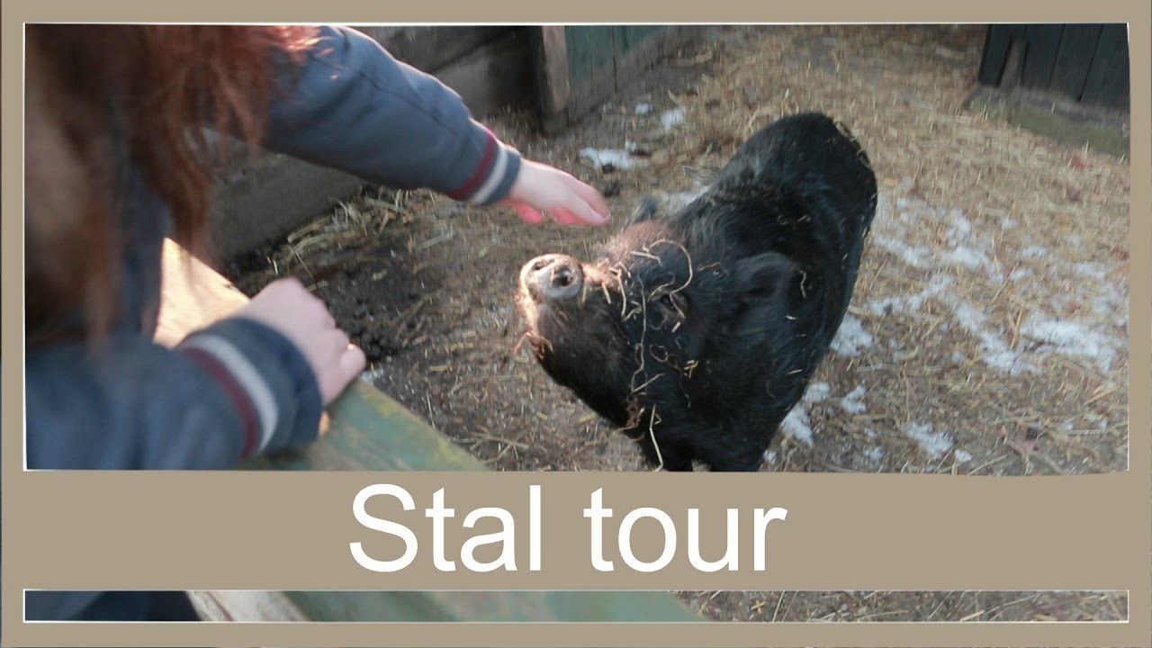 stal tour |PaintedPony