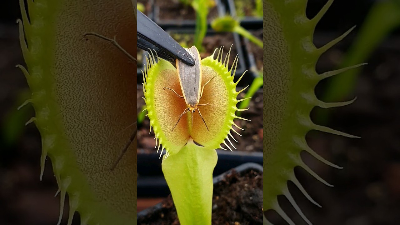 Feeding a moth to a Venus Flytrap #shorts