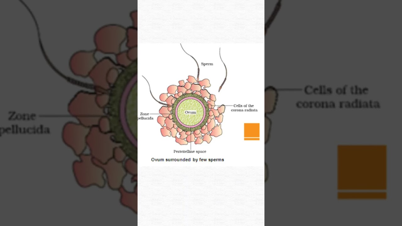 Fertilisation | Human Reproduction #shorts #biology #neet