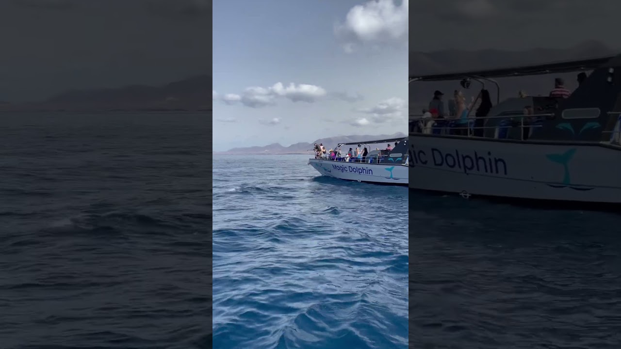 Dolphin & whale watching tour on board the Magic dolphin boat 🚤 